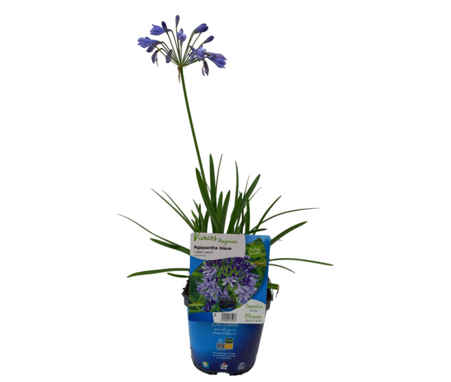 AGAPANTHE LAPIS LAZULI