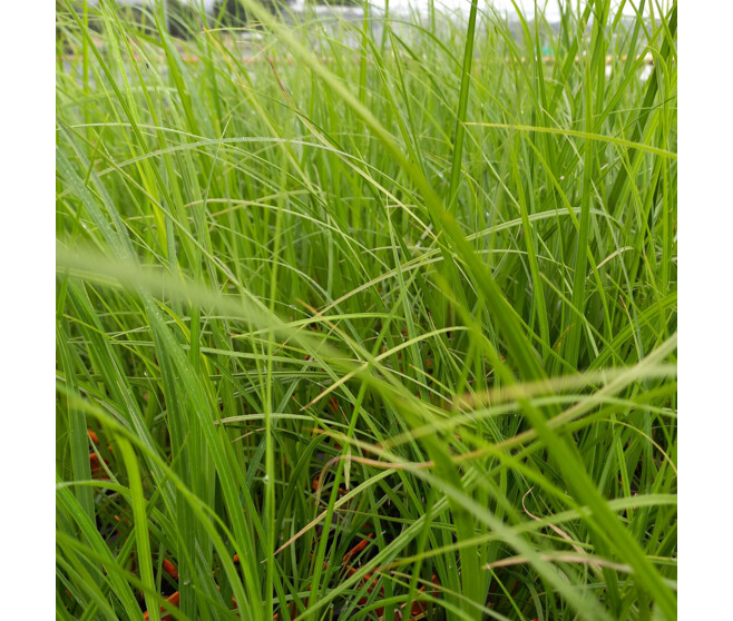 CAREX ACUTIFORMIS
