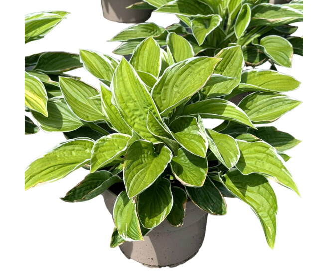 HOSTA FRANCEE