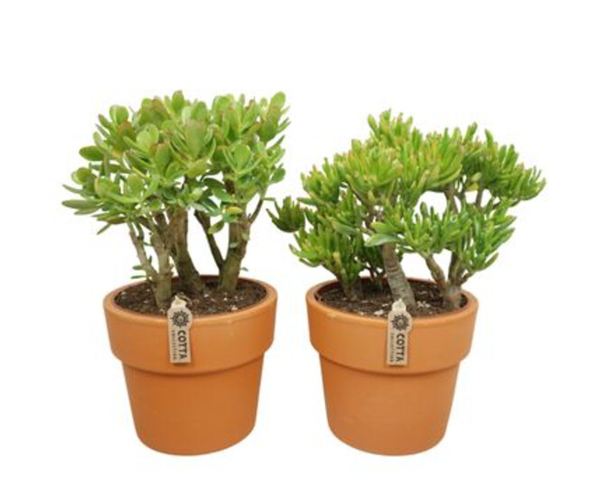 CRASSULA VARIE P TERRE