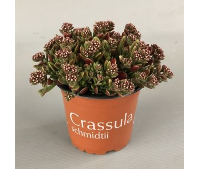 CRASSULA SCHMIDTII