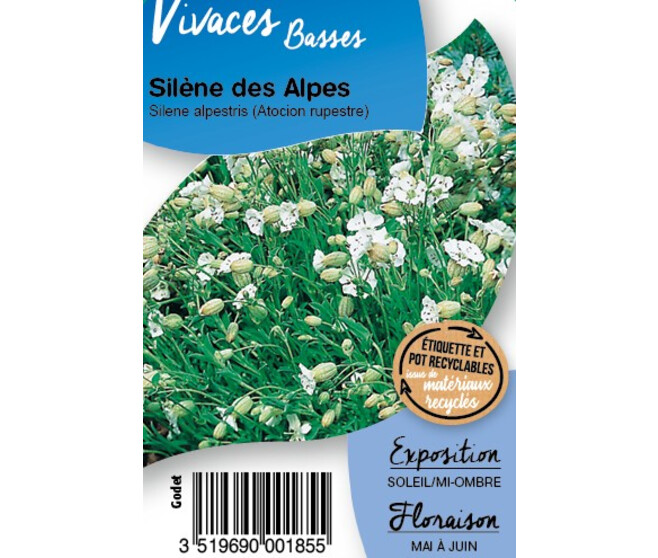 SILENE ALPESTRIS BQ10
