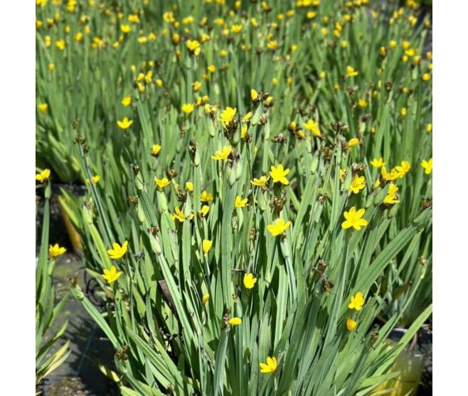 SISYRINCHIUM CALIFORNICUM BQ10