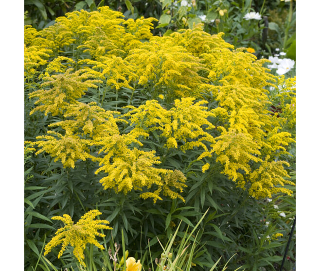 SOLIDAGO CANADENSIS BQ10