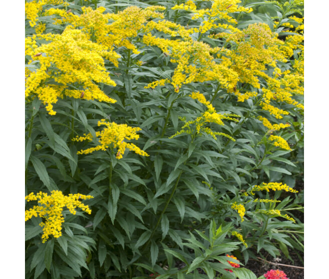 SOLIDAGO GOLDEN DWARF BQ10