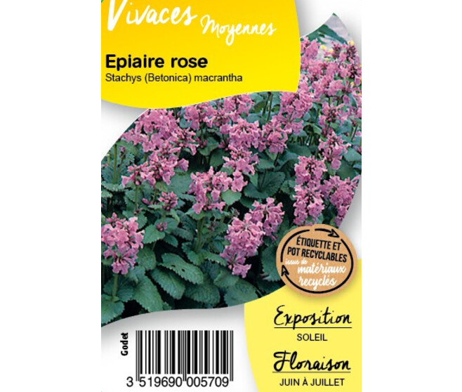 STACHYS MACRANTHA BQ10