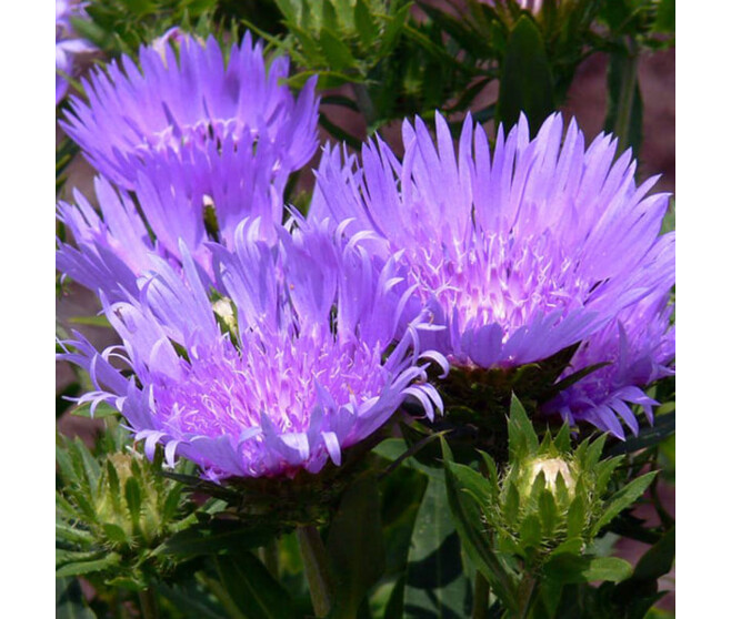 STOKESIA LAEVIS BLUE STAR BQ10