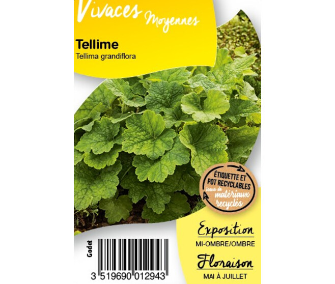 TELLIMA GRANDIFLORA BQ10