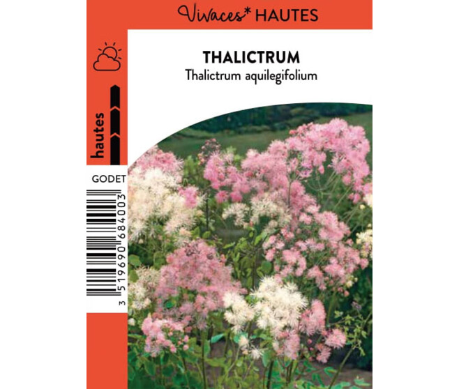 THALICTRUM AQUILEGIFOLIUM PURPLE BQ10