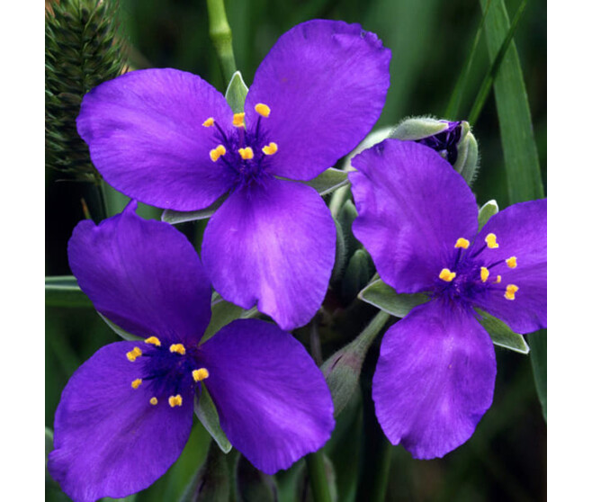 TRADESCANTIA ANDERSONIANA VIOLET BQ10