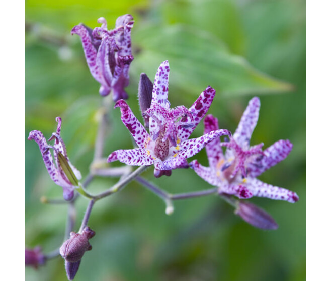 TRICYRTIS HIRTA BQ10