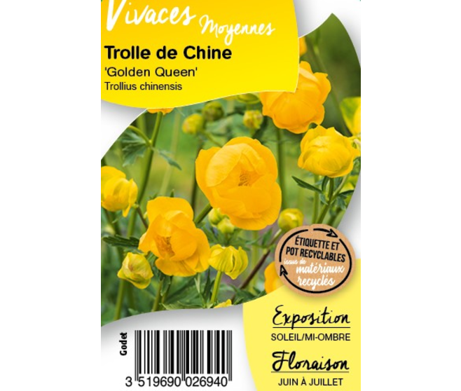 TROLLIUS CHINENSIS GOLDEN QUEEN BQ10
