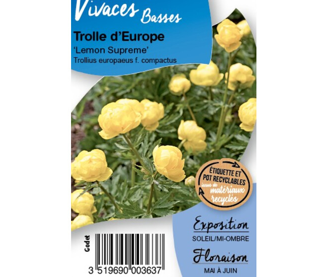 TROLLIUS EUROPAEUS LEMON SUPREME BQ10