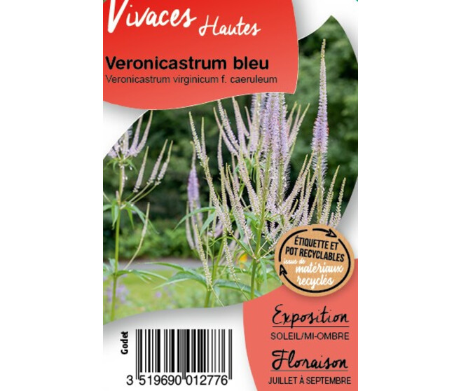 VERONICASTRUM VIRGINICUM CAERULUM BQ10