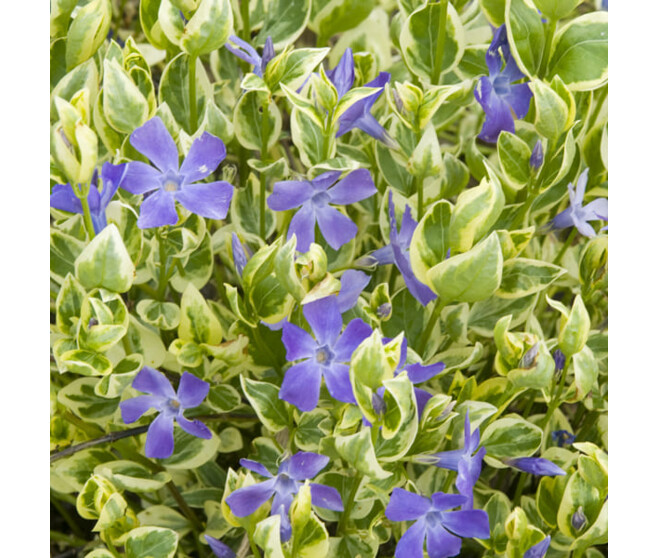VINCA MAJOR VARIEGATA BQ10