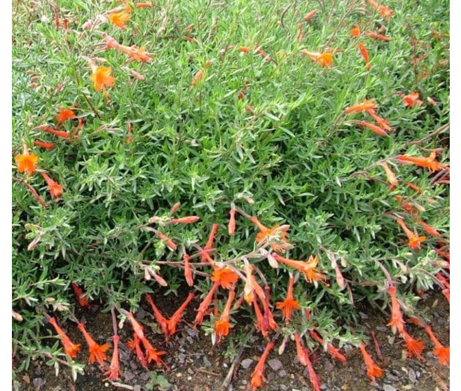 ZAUSCHNERIA CALIFORNICA GLASNE BQ10