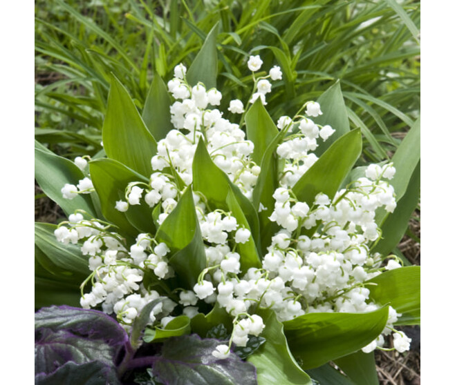 MUGUET BLANC BQ10