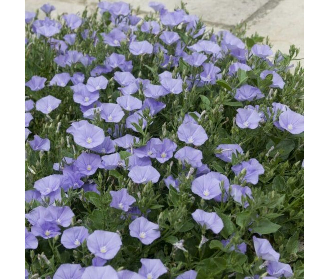 CONVOLVULUS MAURITANICUS BQ10