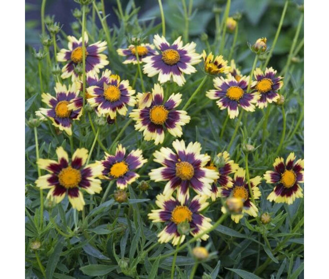 COREOPSIS BIG BANG COSMIC EYES BQ10