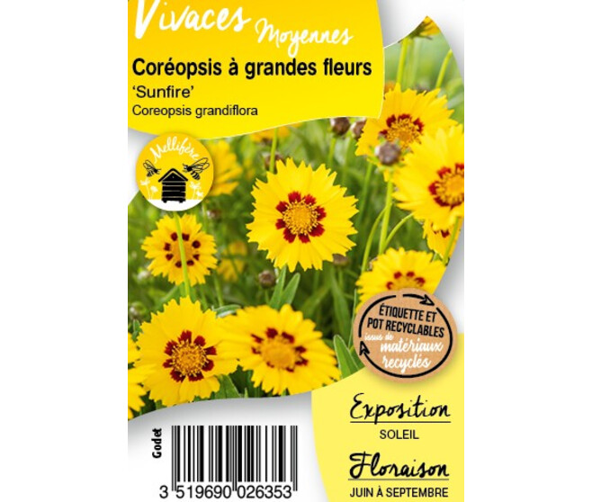 COREOPSIS GRANDIFLORA SUNFIRE BQ10