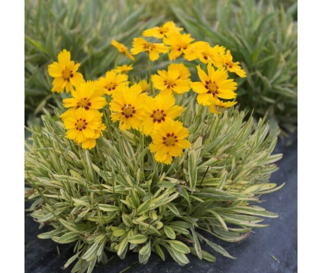 COREOPSIS TEQUILA SUNRISE BQ10