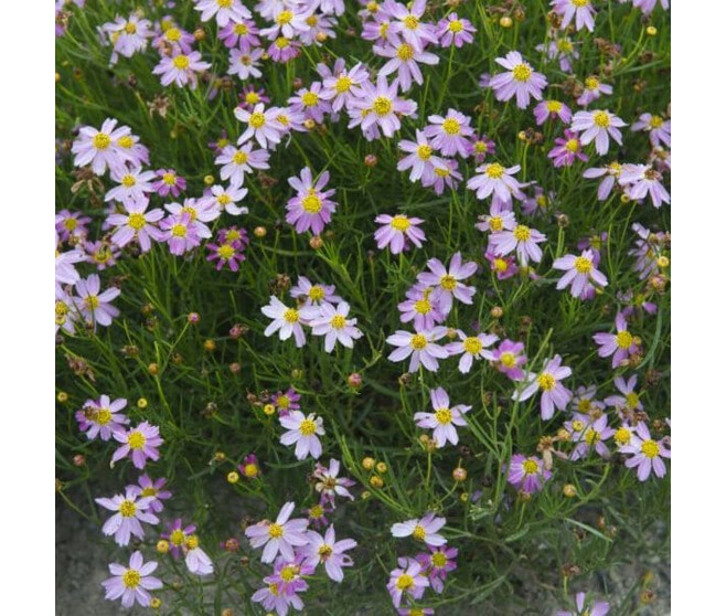 COREOPSIS ROSEA AMERICAN DREAM BQ10