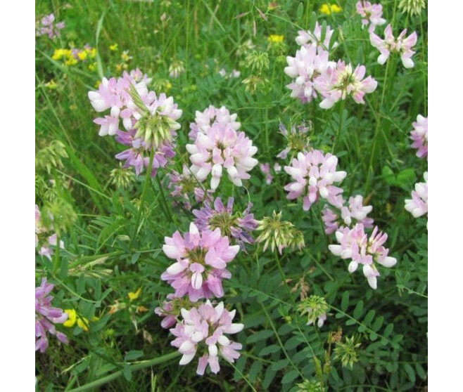 CORONILLA VARIA CROWN VETCH BQ10