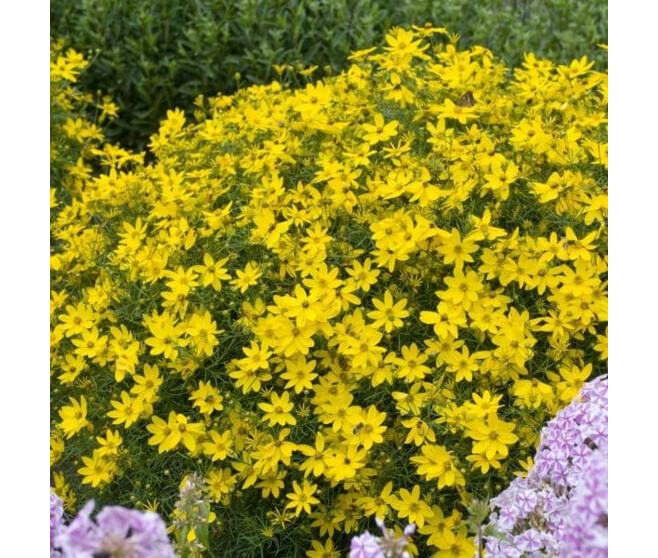 COREOPSIS VERTICILLATA GRANDIFLORA BQ10