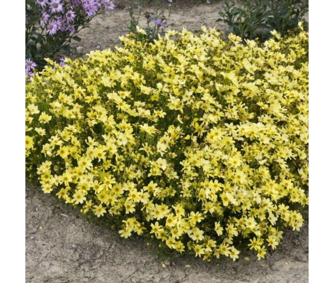 COREOPSIS VERTICILLATA MOONBEAM BQ10