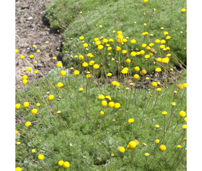 COTULA HISPIDA BQ10