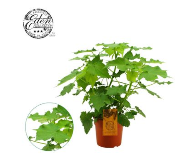 SPARMANNIA