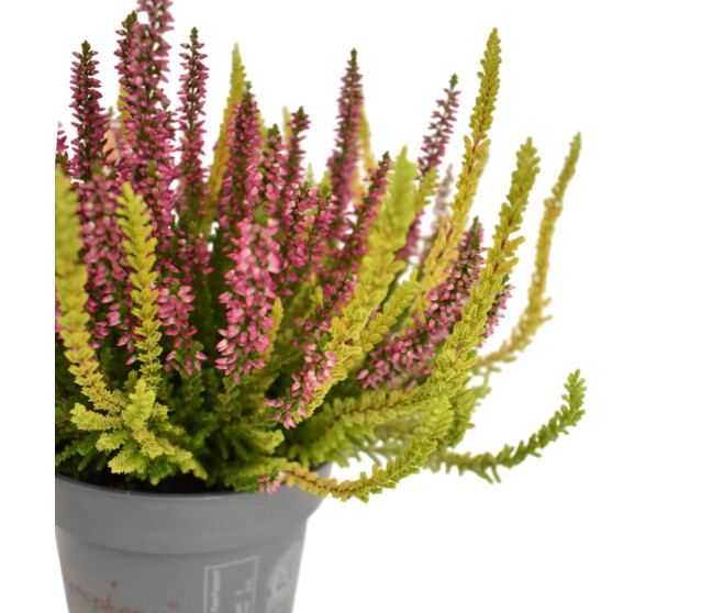 ERICA CALLUNA SYMPHONY