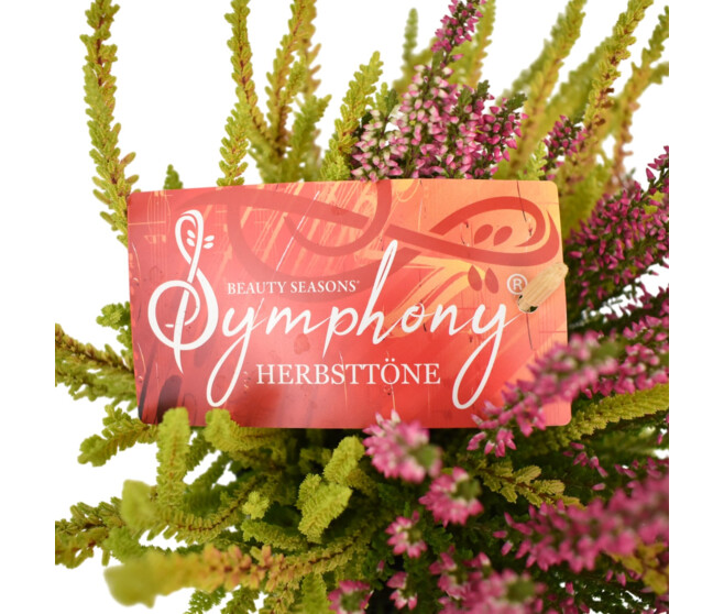 ERICA CALLUNA SYMPHONY