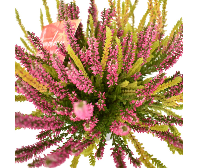 ERICA CALLUNA SYMPHONY