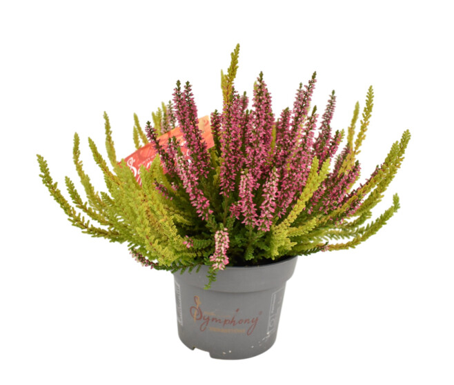 ERICA CALLUNA SYMPHONY