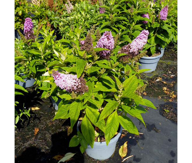 BUDDLEJA BUTTERFLY CANDY LITTLE PINK