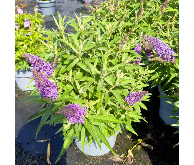 BUDDLEJA BUTTERFLY CANDY LITTLE PURPEL