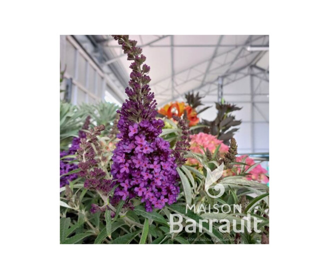 BUDDLEJA BUTTERFLY CANDY LITTLE PURPEL