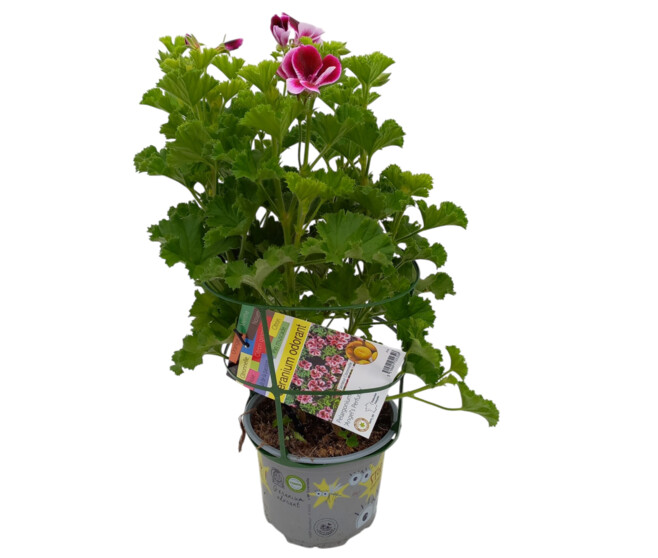 GERANIUM ODORANT ANGEL PERFUME