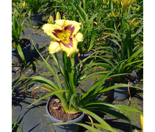HEMEROCALLIS EL DESPERADO