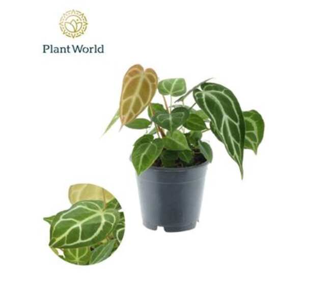 ANTHURIUM  MAGNIFICUM
