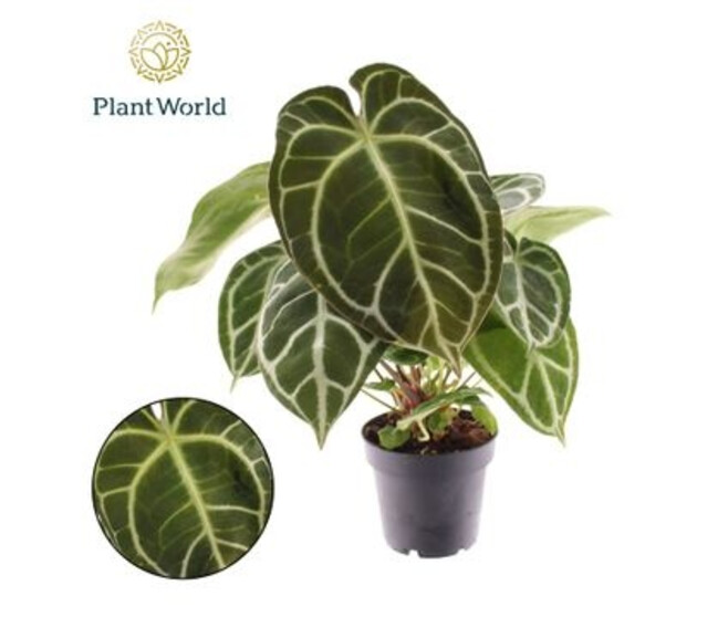 ANTHURIUM  MAGNIFICUM