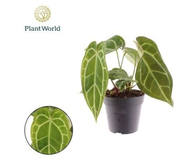 ANTHURIUM  MAGNIFICUM