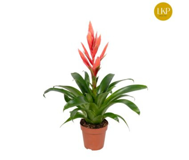 TILLANDSIA ZIVA
