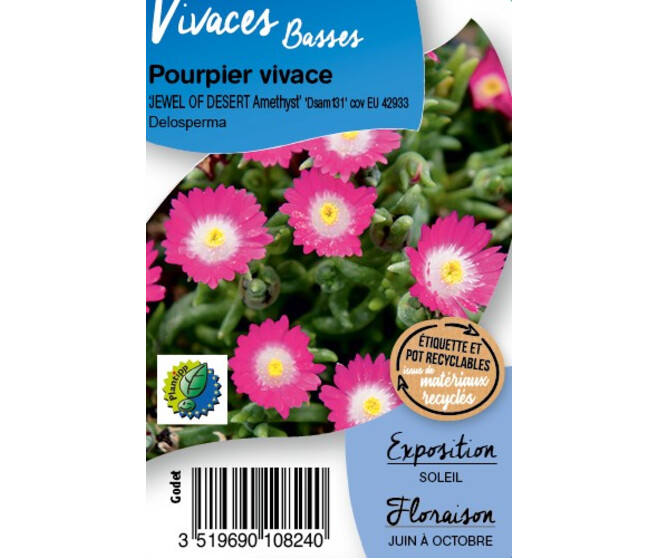 DELOSPERMA JEWEL OF DESERT AMETHYST BQ10