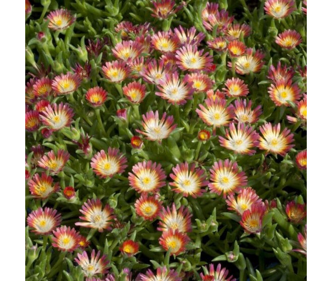 DELOSPERMA JEWEL OF DESERT GARNET BQ10