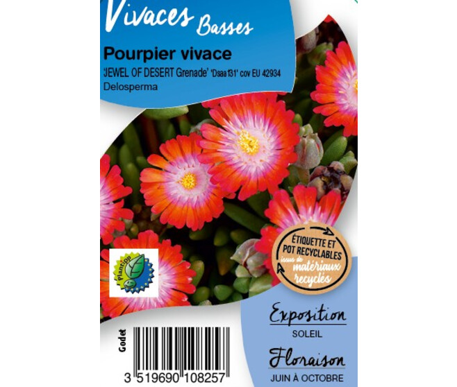 DELOSPERMA JEWEL OF DESERT GRENADE BQ10