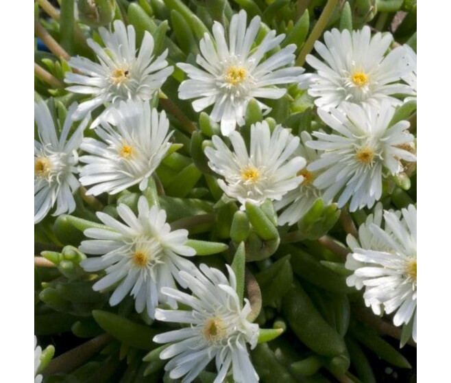 DELOSPERMA JEWEL MOON STONE BQ10