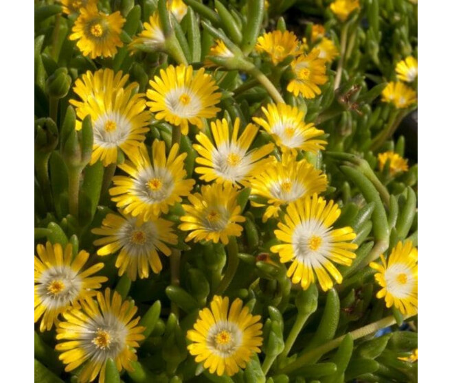 DELOSPERMA JEWEL OF DESERT PERIDOTT BQ10