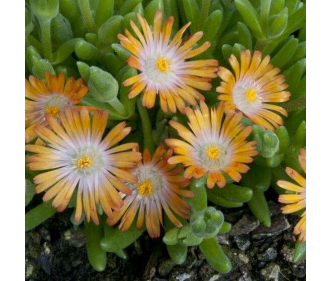 DELOSPERMA JEWEL OF DESERT TOPAZ BQ10